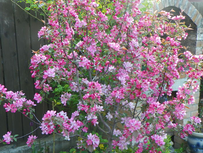 malus Rudolph - Copacei si arbusti 2015