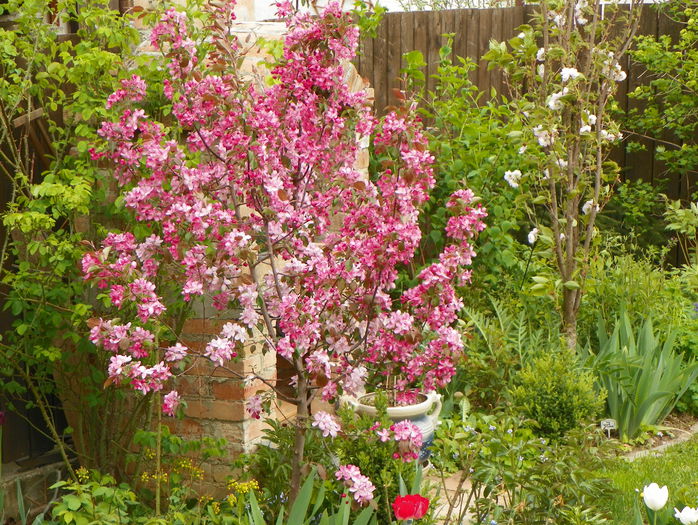 malus Rudolph - Copacei si arbusti 2015