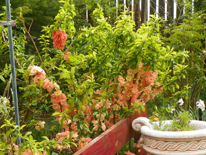 chaenomeles Cameo - Copacei si arbusti 2015