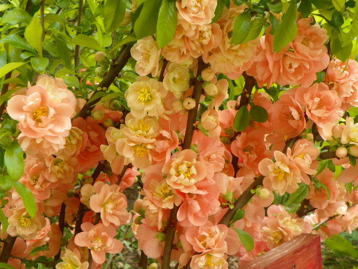 chaenomeles Cameo - Copacei si arbusti 2015