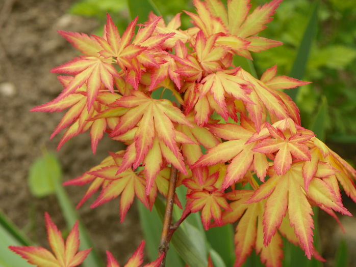 acer Katsura - Copacei si arbusti 2015