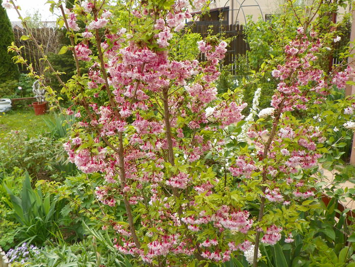 prunus incisa Oshidori - Copacei si arbusti 2015