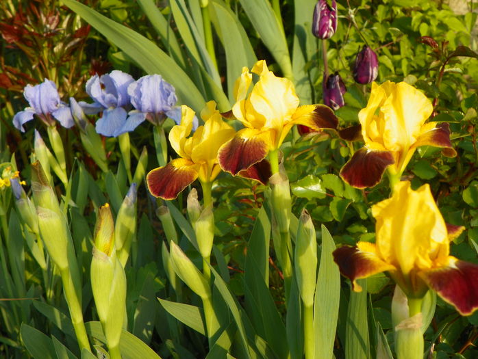 Watercolour si Azurea