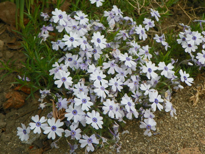 phlox subulata Bavaria - Primavara 2015