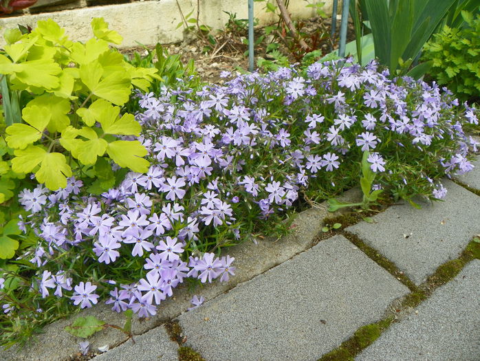 phlox sub. Emerald Blue - Primavara 2015