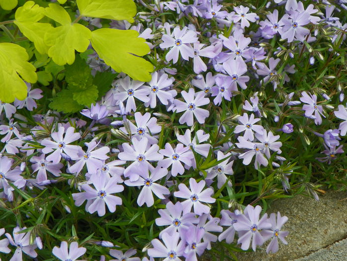 phlox sub. Emerald Blue - Primavara 2015