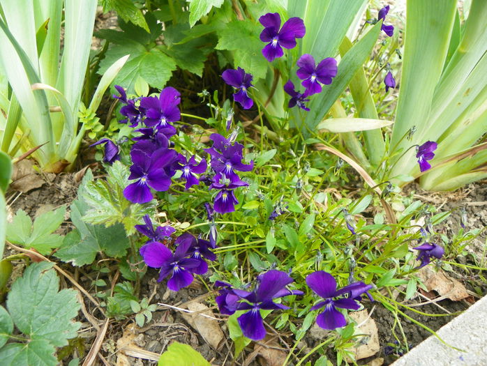 viola calcarata - Primavara 2015