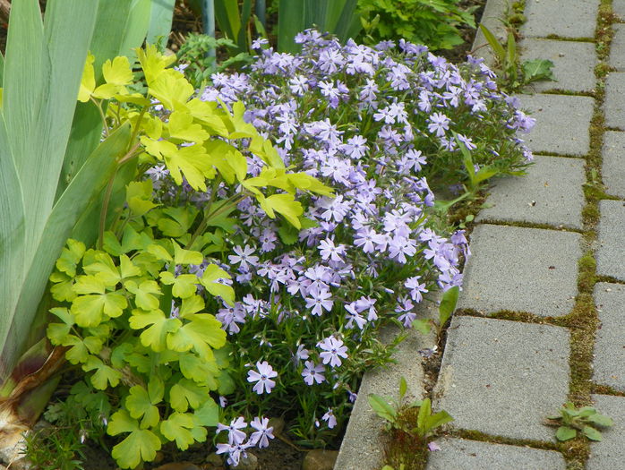 phlox sub. Emerald Blue - Primavara 2015