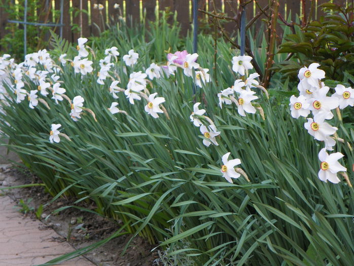 aleea cu narcise - Primavara 2015