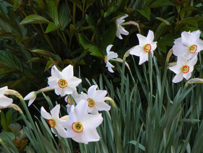 5 mai 053 - Primavara 2015