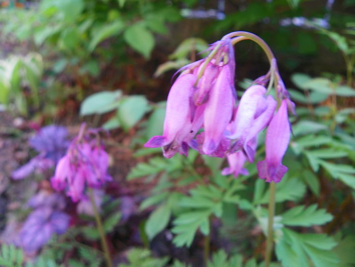 dicentra Bacchanal - Primavara 2015