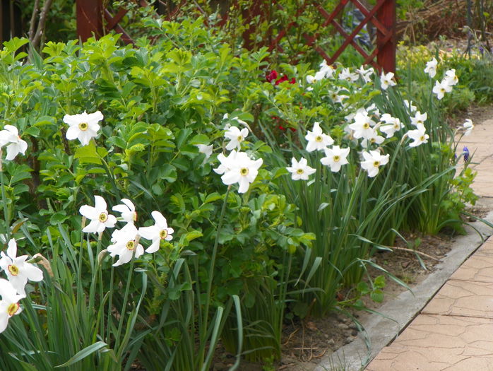 aleea cu narcise - Primavara 2015