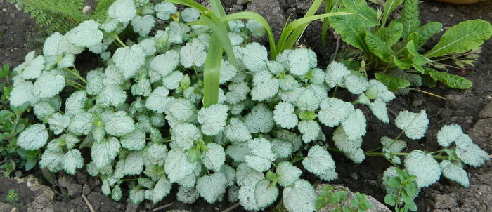 Lamium - Luna mai in gradina si ghivece