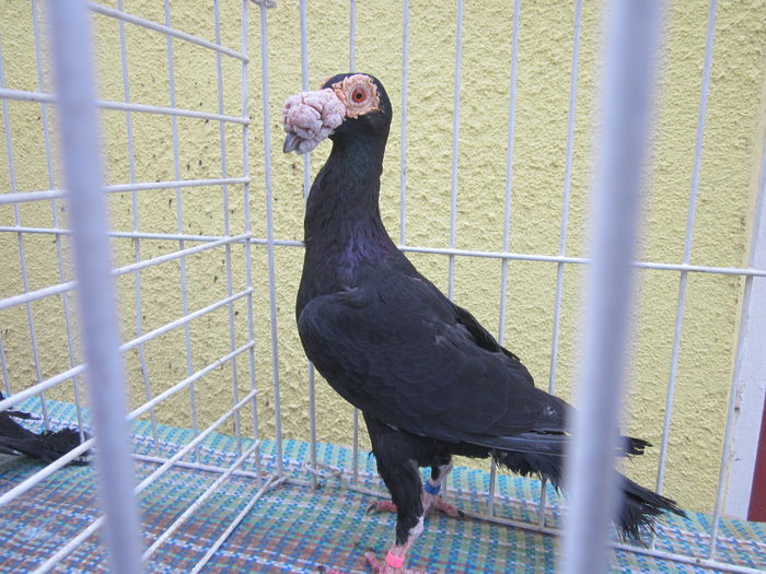 IMG_2447[1] - Carieri