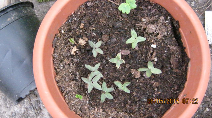 Ipomea coccinea+Tropaelum