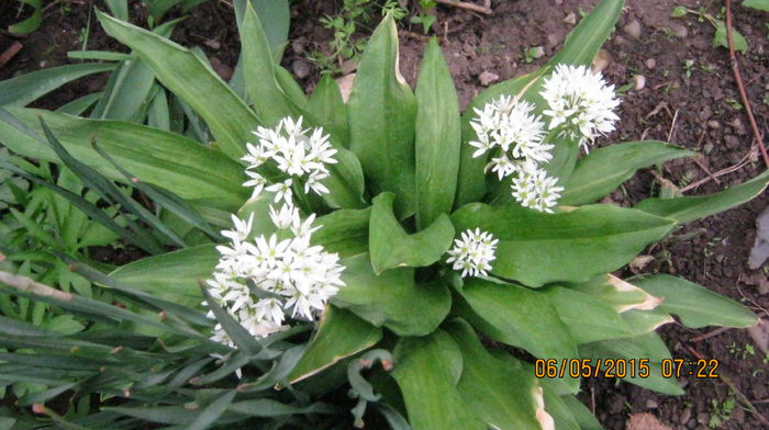 Allium - mai-luna florilor