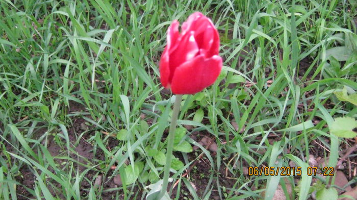 lalea visinie cu frunza variegata