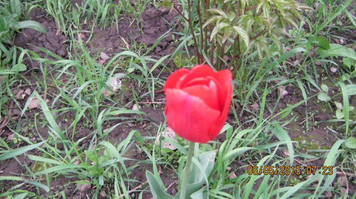 lalea rosie - mai-luna florilor