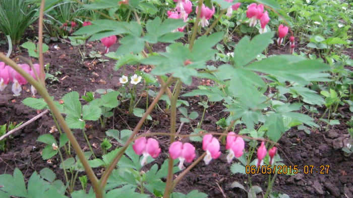 Dicentra