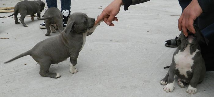 6666666 - 001 CATEI AMERICAN BULLY DE VANZARE