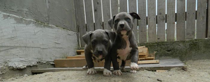 11179872_743780425734886_772701548_o - 001 CATEI AMERICAN BULLY DE VANZARE