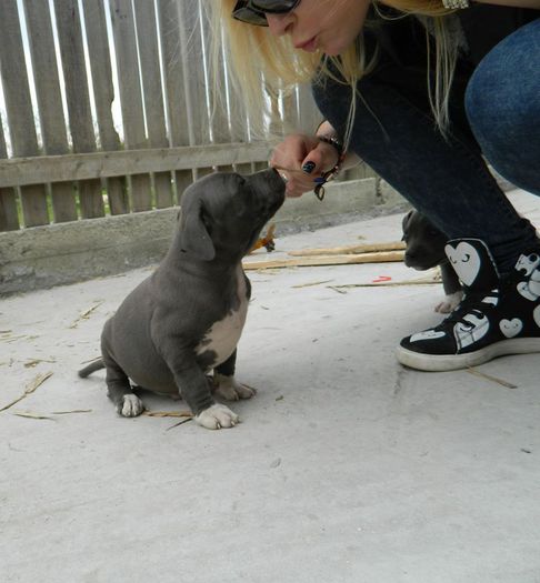 11198511_743780409068221_1624699525_n - 001 CATEI AMERICAN BULLY DE VANZARE