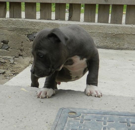 55555555 - 001 CATEI AMERICAN BULLY DE VANZARE