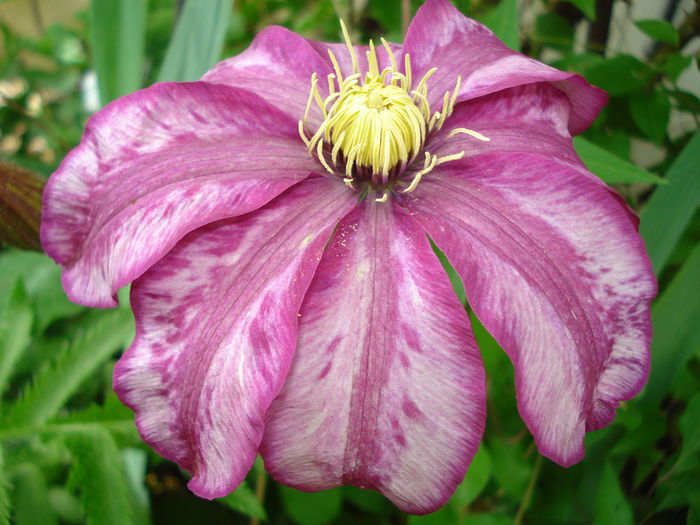 Betty Risdon - Clematis 2015