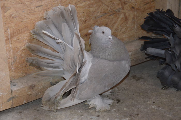 Mascul - Porumbei-amintiri