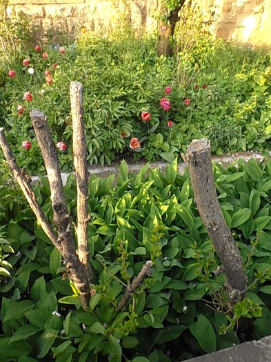 P5060512 - CALEIDOSCOP