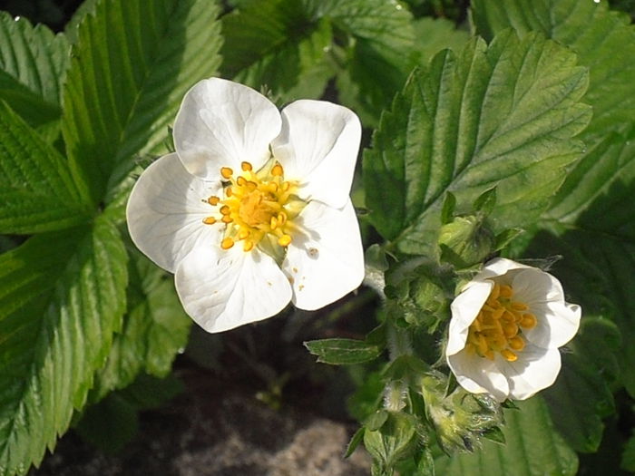 P5060168
