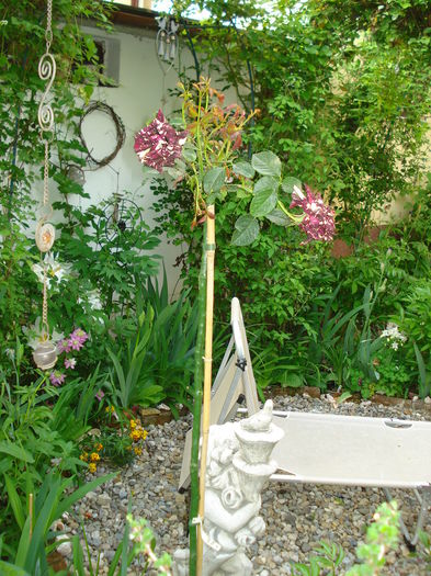 DSC06858 - Gradina 2015