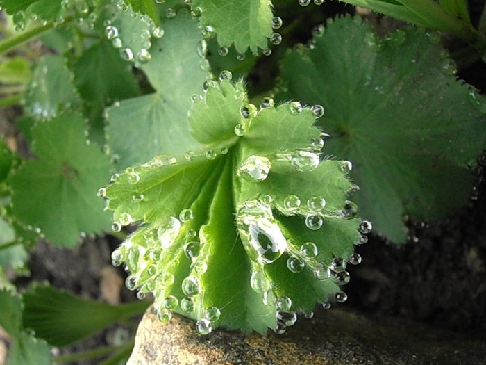 P5060125 - STROPI SI PICATURI