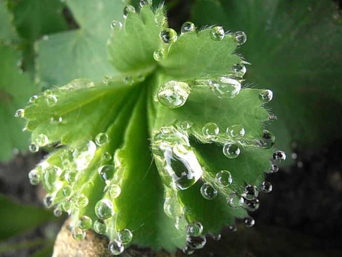 P5060129 - STROPI SI PICATURI