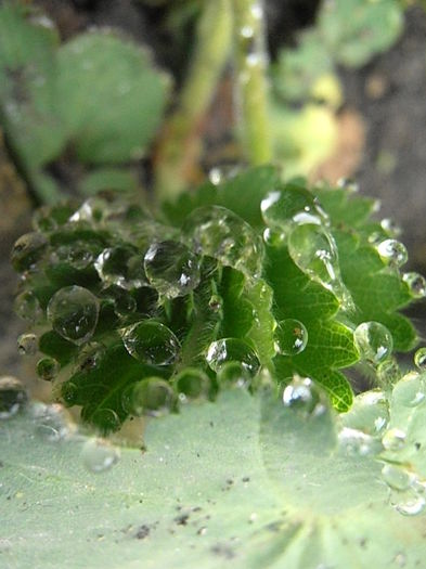 P5060133 - STROPI SI PICATURI