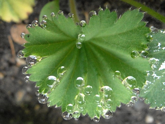 P5060137 - STROPI SI PICATURI