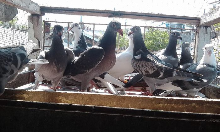 11114029_1424944154481031_7216523116470912424_n