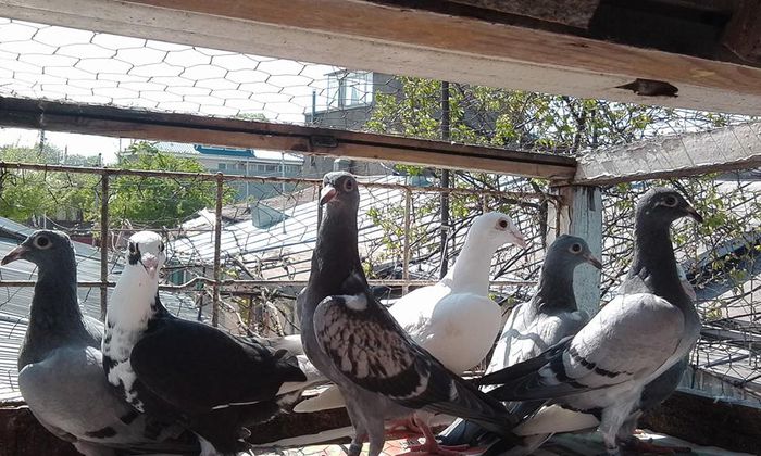 11165135_1424943994481047_6243360392818843757_n