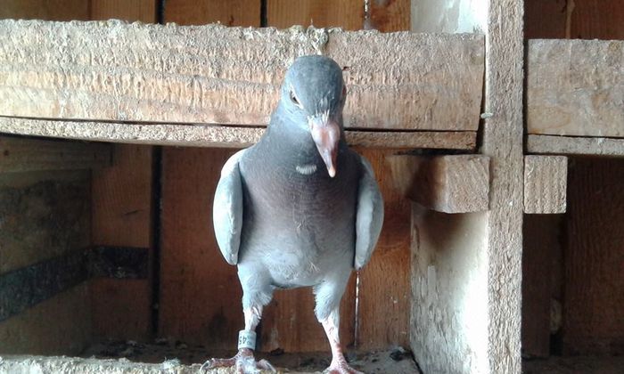 11193335_1424944171147696_8104480840379666256_n