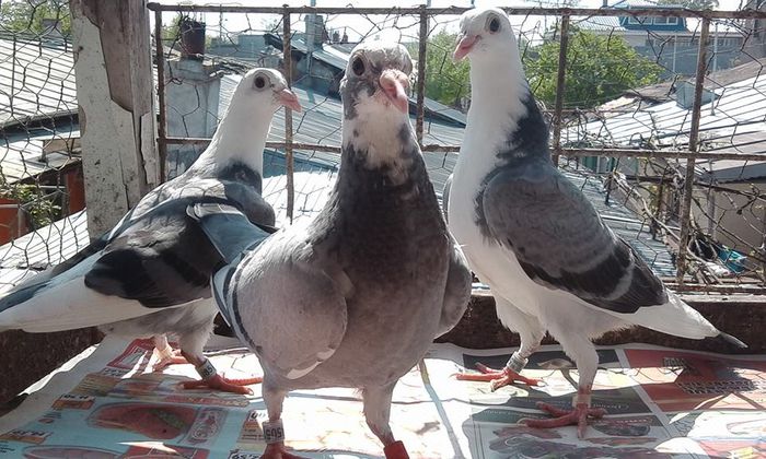 11210394_1424944264481020_7605275022227085841_n