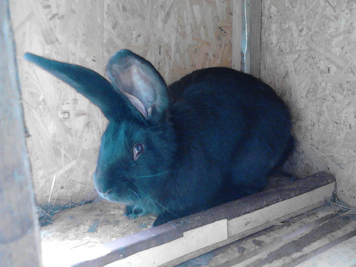 Urias German Negru-arhiva