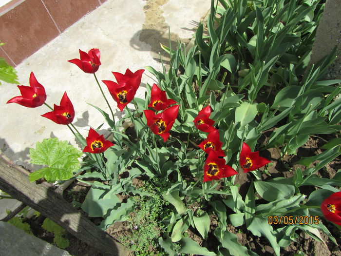 IMG_0003 - Flori de gradina-2015Primavara