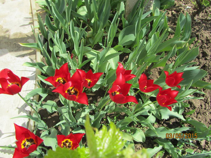 IMG_0005 - Flori de gradina-2015Primavara