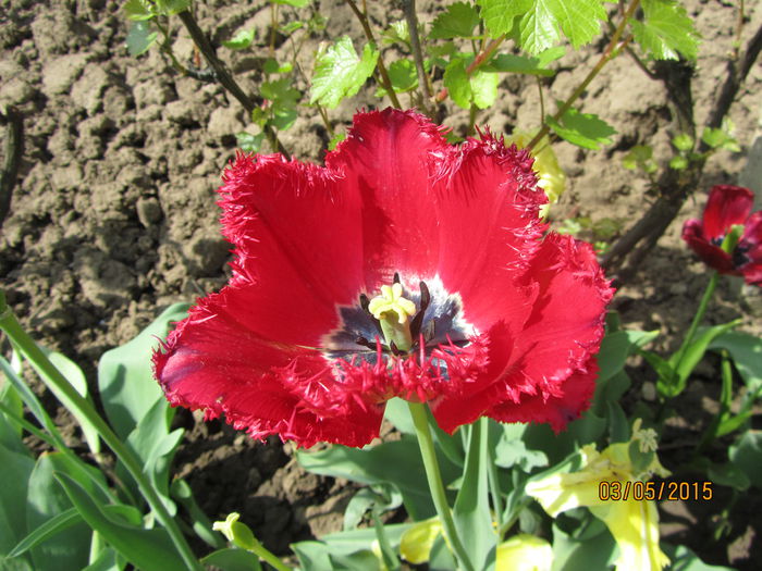 IMG_0008 - Flori de gradina-2015Primavara