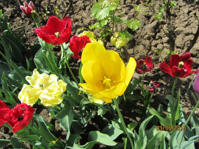 IMG_0009 - Flori de gradina-2015Primavara