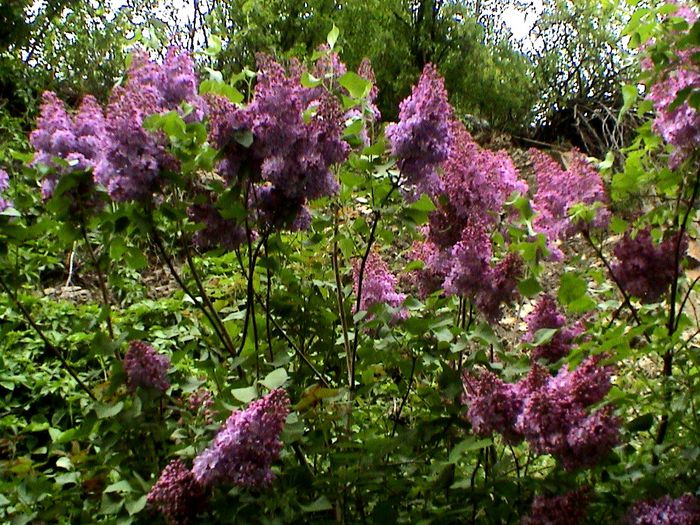 DSC01179