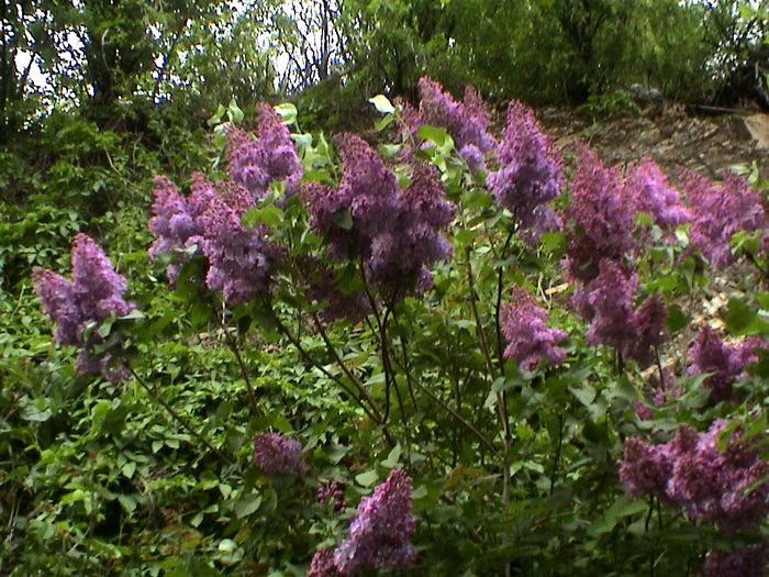 DSC01181