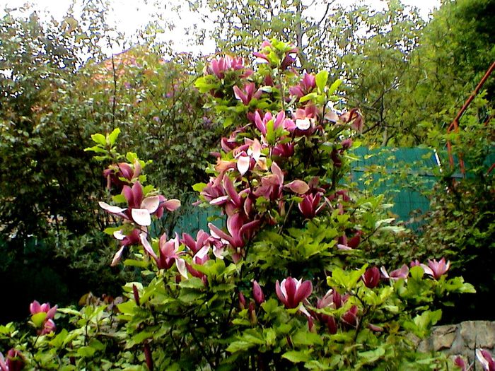 DSC01185