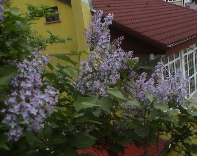 DSC01196