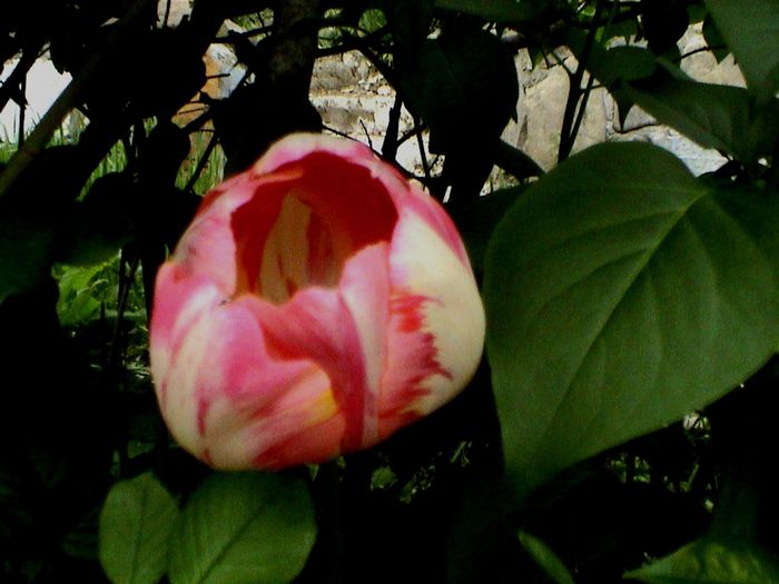 DSC01207